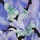 Color Purple selected