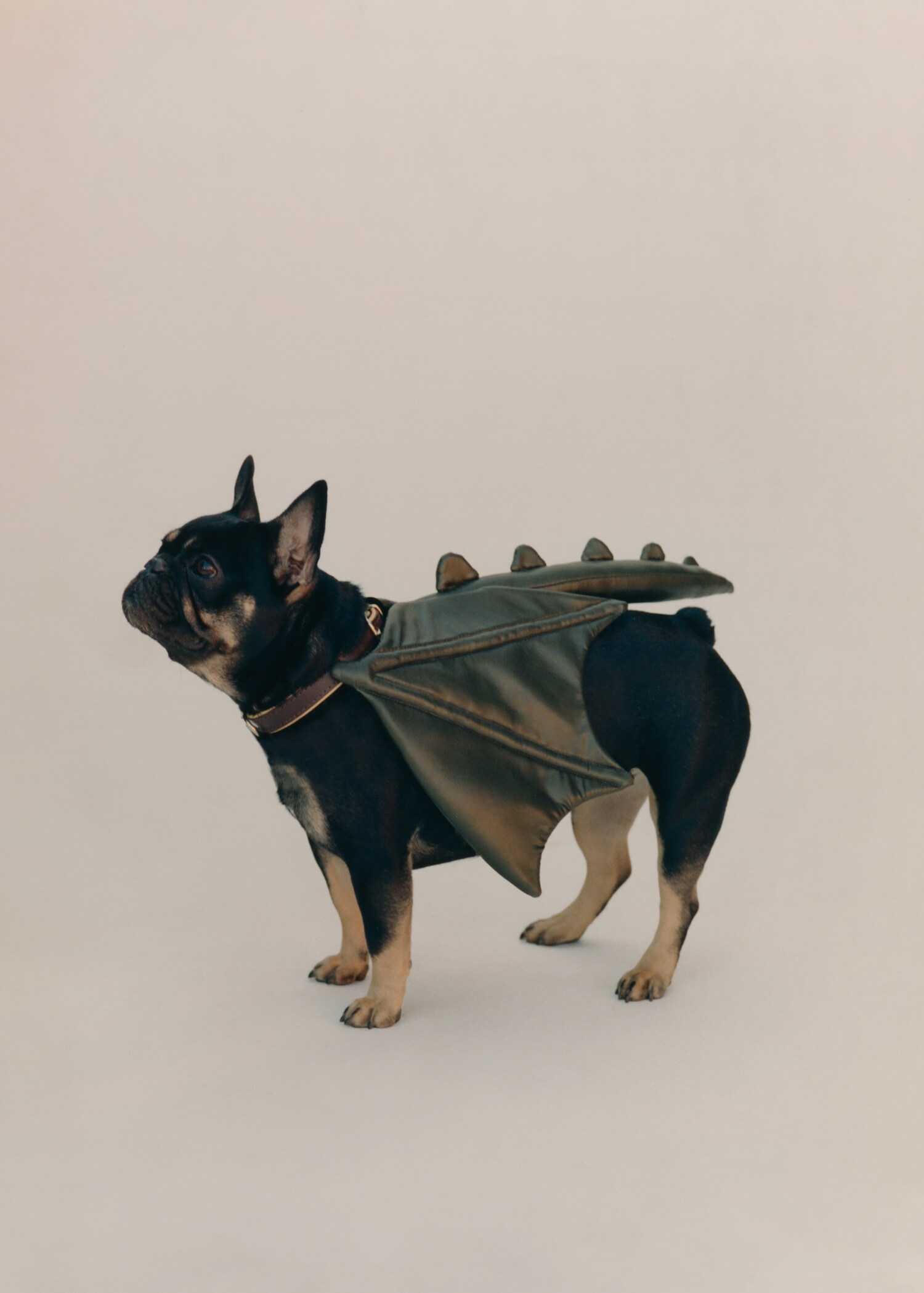Arnés perro dragón - Detalle del artículo 5