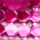 Kleur Roze