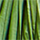 Culoare Verde