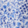Color Blue selected