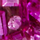 Color Fucsia seleccionado