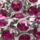 Color Fuchsia selected
