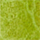 Color Lime selected