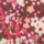 Colour Pink selected