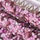 Colour Pink selected