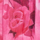 Colour Fuchsia selected