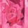 Couleur Fuchsia sélectionnée