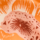 Colour Orange selected