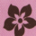 Colour Fuchsia selected