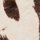 Couleur Marron sélectionnée