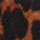 Colour Brown selected