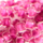 Farbe Neonpink ausgewählt